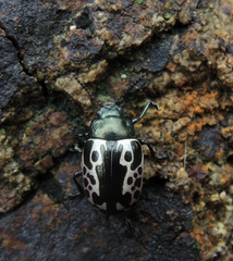 Calligrapha diversa