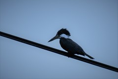 Megaceryle torquata