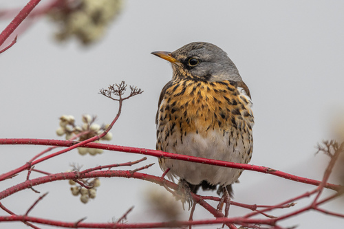 Zorzal real (Turdus pilaris)