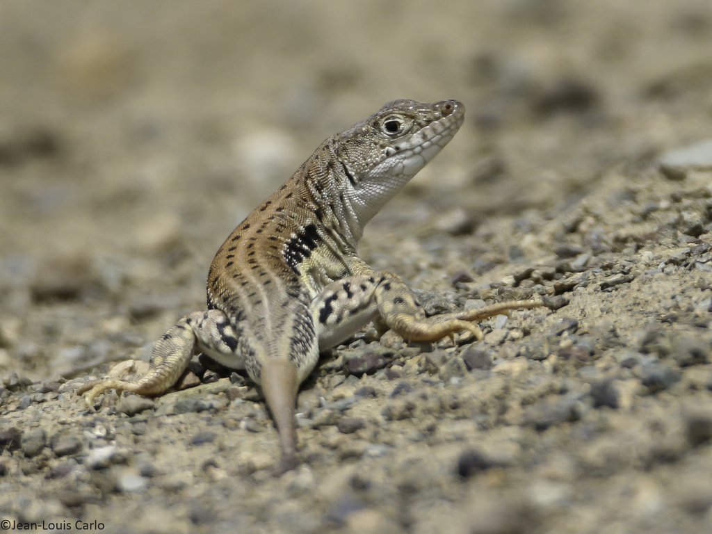 Black-sided Racerunner