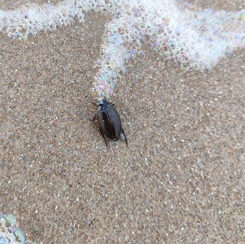 large-grooved diving beetle, 1935 Egmond-Binnen, Nederland, photo 8 of 10