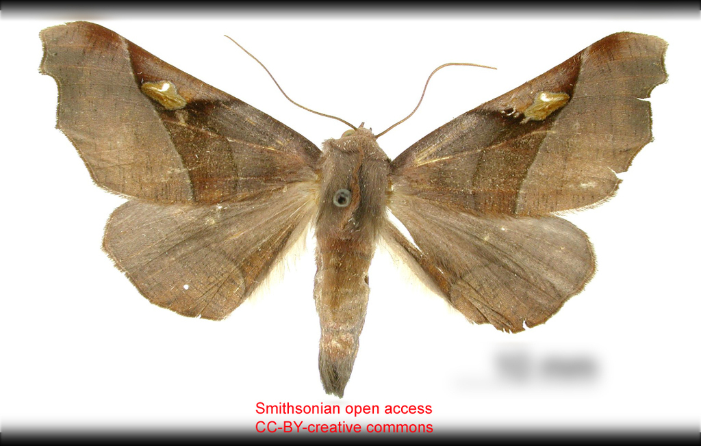 Nepitia embra