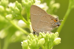 Satyrium favonius
