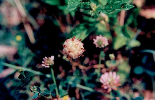Trifolium fragiferum iNat (3)