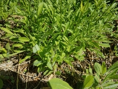 Valeriana californica