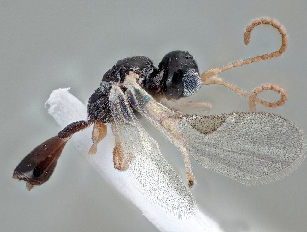 Leiophron pallidistigma