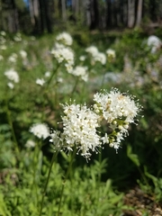 Valeriana californica