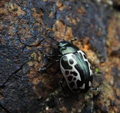 Calligrapha diversa