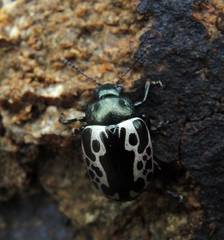 Calligrapha diversa
