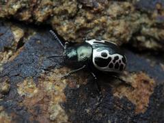 Calligrapha diversa