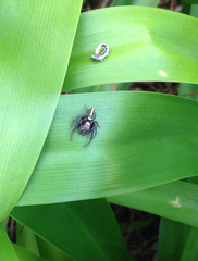 Opisthoncus grassator