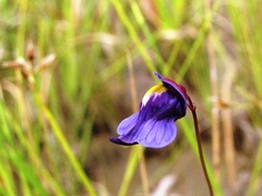 Utricularia hispida