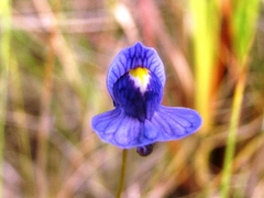Utricularia hispida
