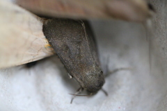 Papaipema nebris