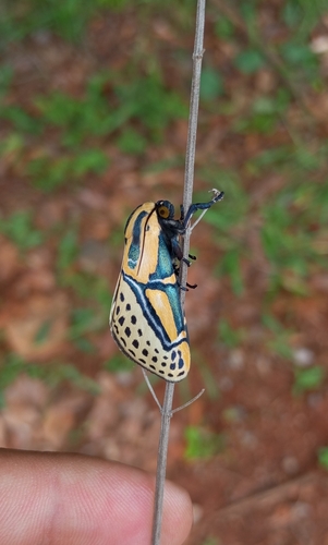 Hieroglyphic Moth