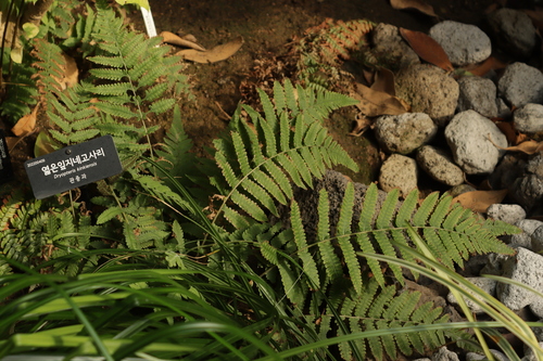 Dryopteris kinkiensis iNat (3)