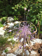 Allium carinatum pulchellum