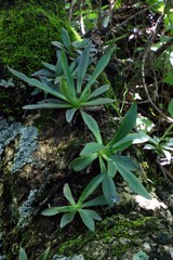 Thompsonella minutiflora