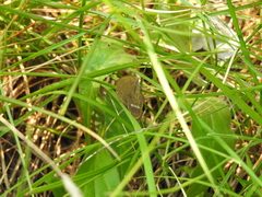 Coenonympha oedippus