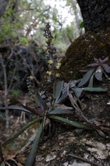 Thompsonella minutiflora