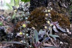 Thompsonella minutiflora