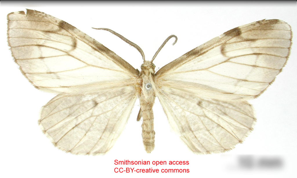 Nephodia albida