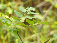 Coenonympha oedippus