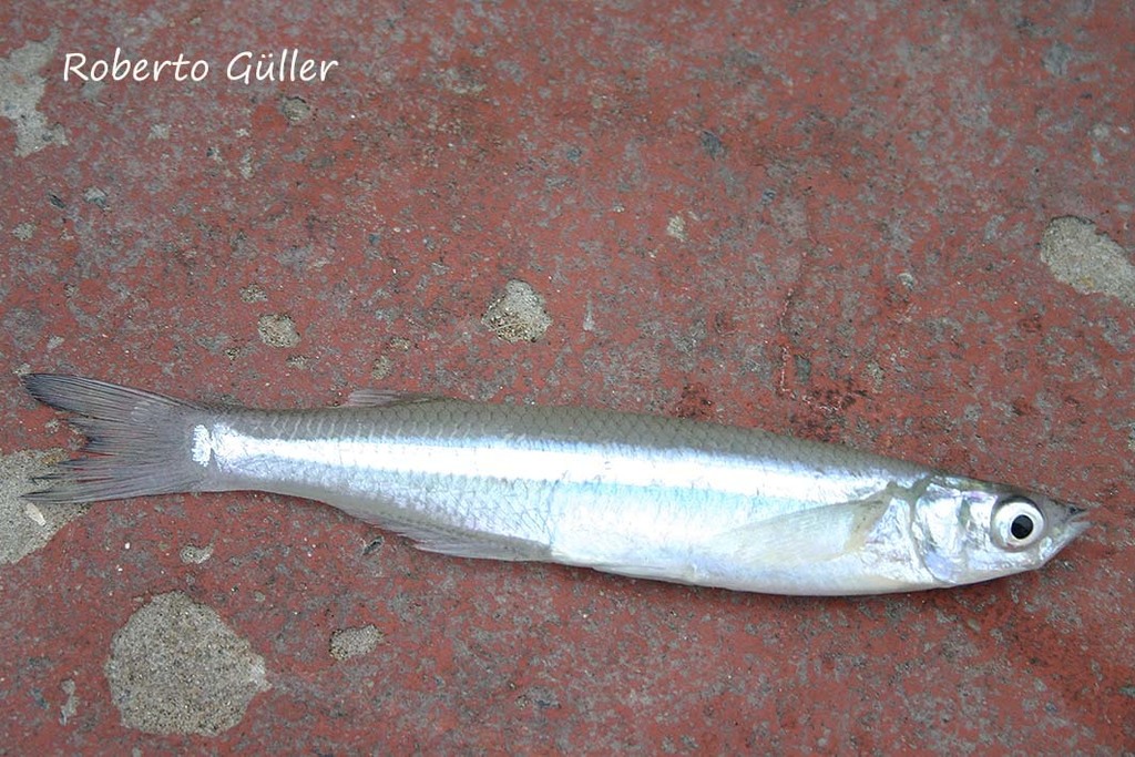 Odontesthes argentinensis