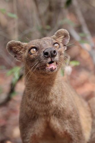 Fossa (Cryptoprocta ferox)