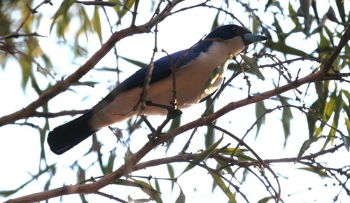 Madagascar Blue Vanga (Cyanolanius madagascarinus), photo 7