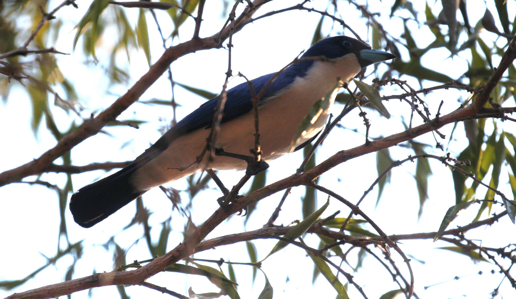 Madagascar Blue Vanga (Cyanolanius madagascarinus), photo 5