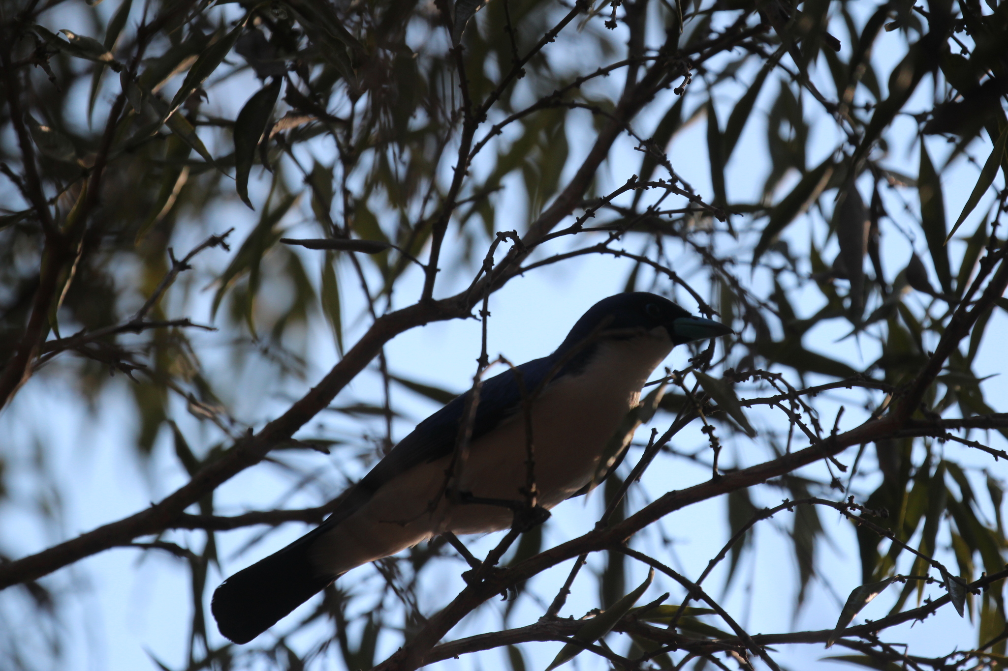 Madagascar Blue Vanga (Cyanolanius madagascarinus), photo 6