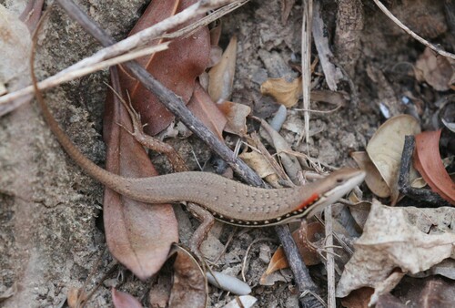 Elegant Mabuya, Trachylepis elegans
