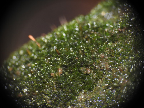 Image of Codonoblepharon forsteri by (c) Yves Bas, some rights reserved (CC BY)