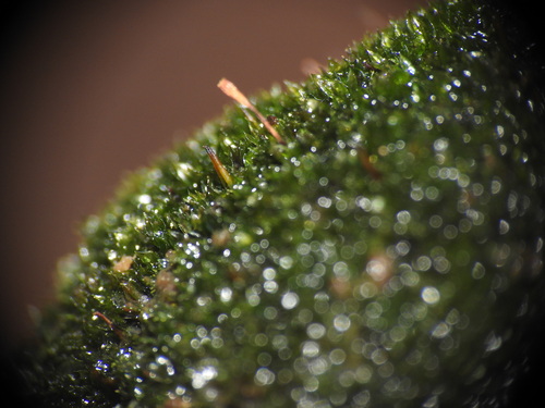 Image of Codonoblepharon forsteri by (c) Yves Bas, some rights reserved (CC BY)