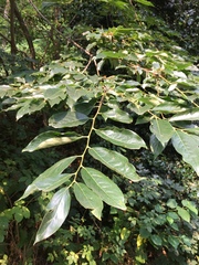 Diospyros lotus