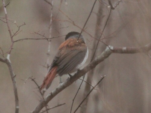 Rufous Vanga (Schetba rufa), photo 4