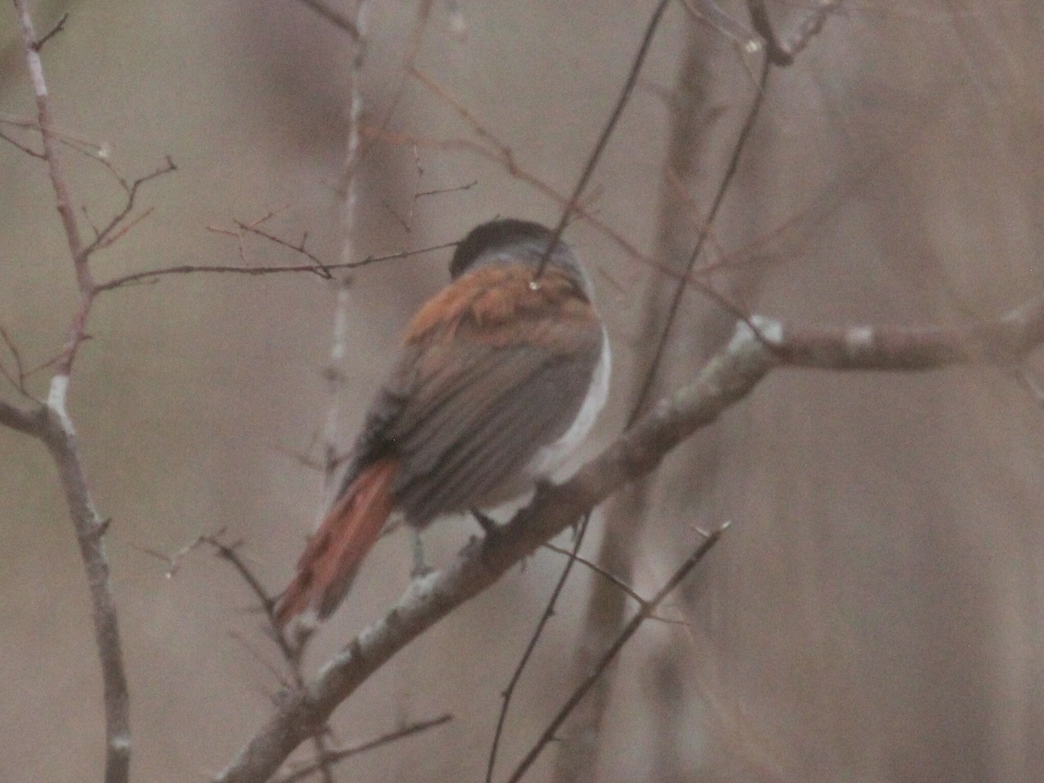 Rufous Vanga (Schetba rufa), photo 4
