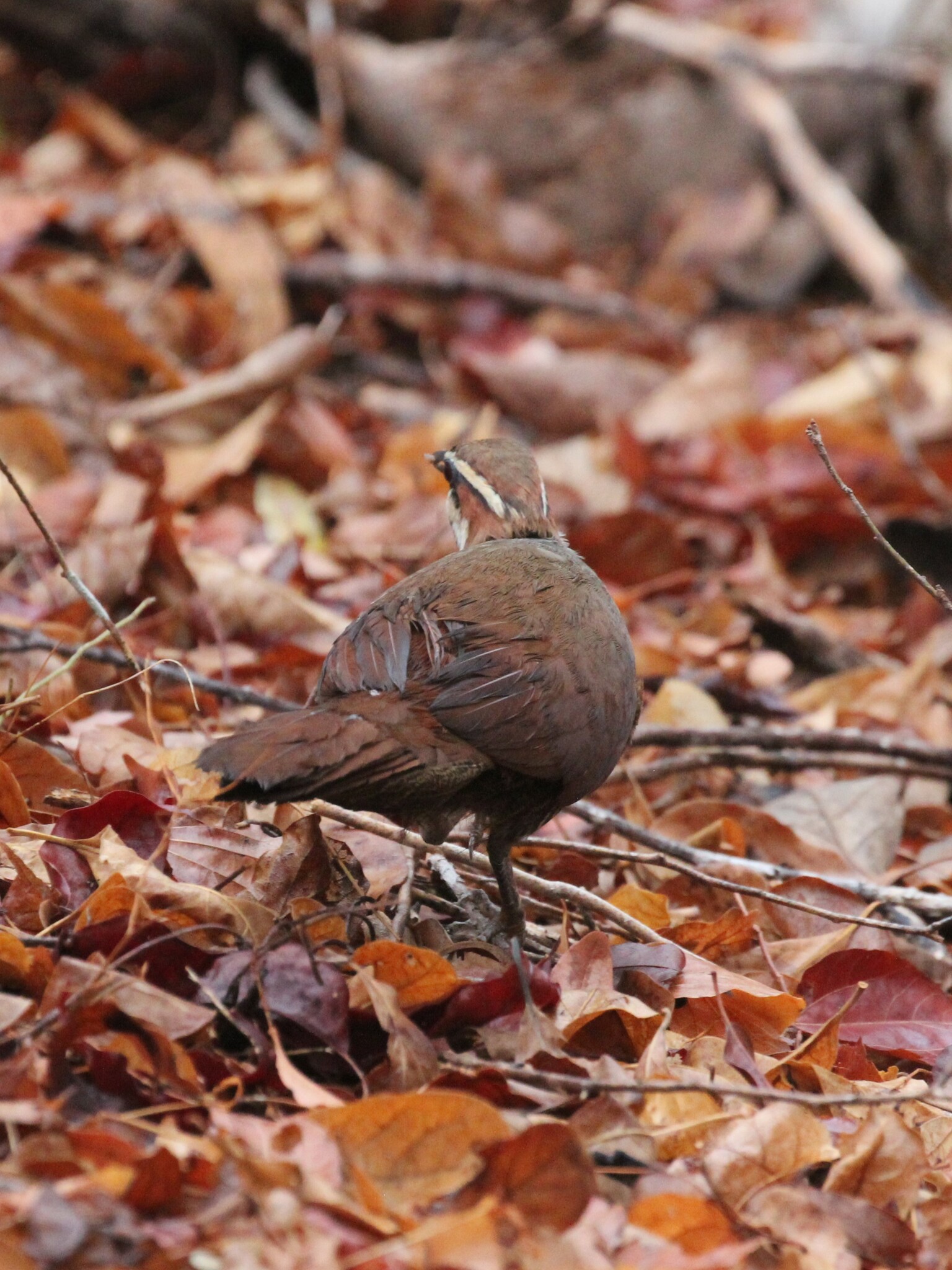 White-breasted Mesite (Mesitornis variegatus), photo 8