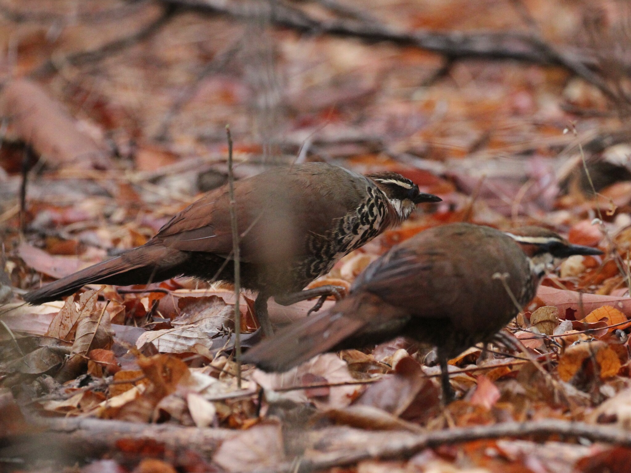 White-breasted Mesite (Mesitornis variegatus), photo 4