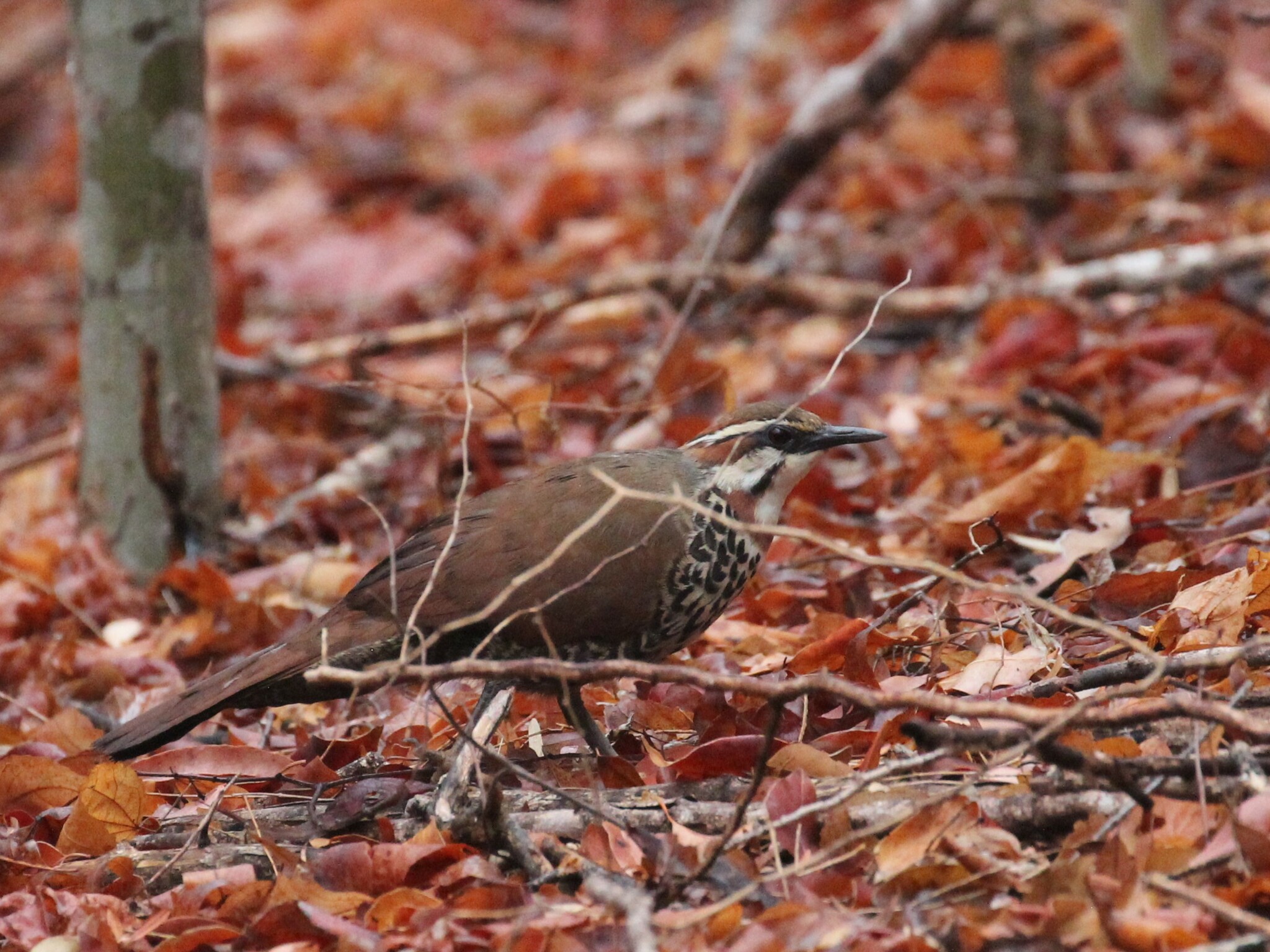 White-breasted Mesite (Mesitornis variegatus), photo 3