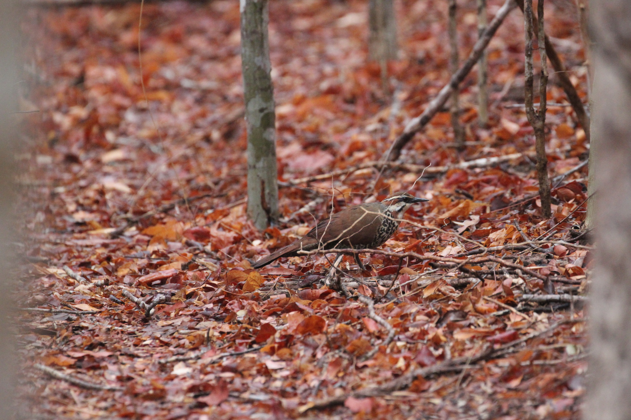 White-breasted Mesite (Mesitornis variegatus), photo 5