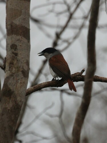 Rufous Vanga (Schetba rufa), photo 8