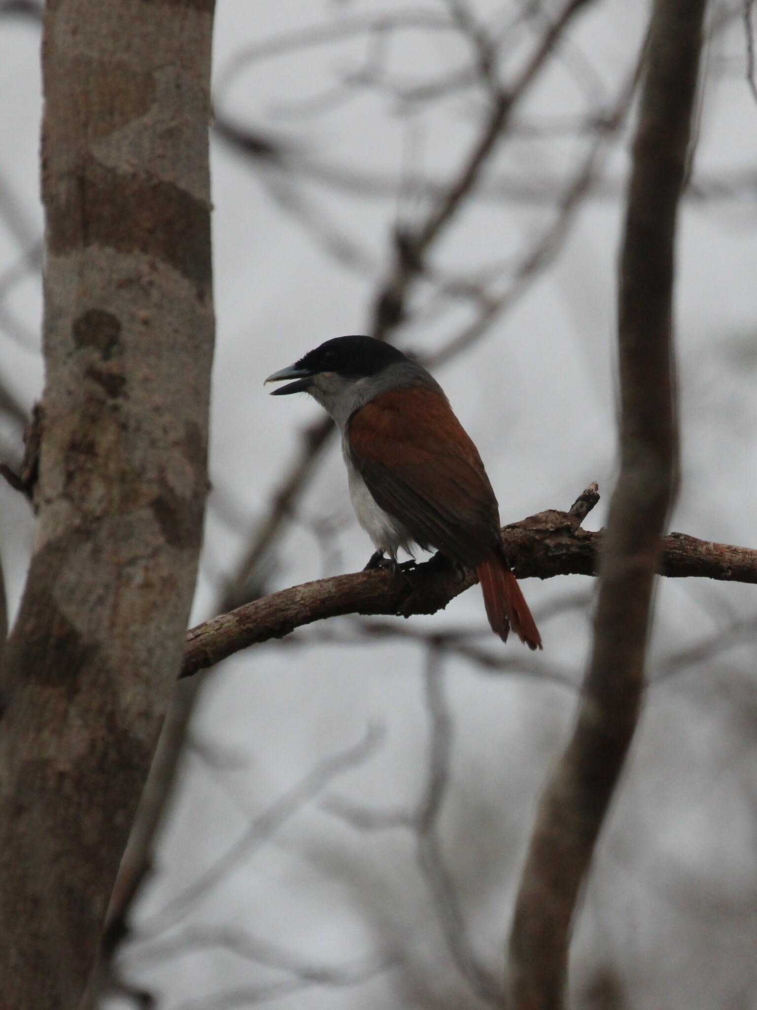 Rufous Vanga (Schetba rufa), photo 5