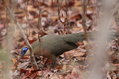Coquerel's Coua (Coua coquereli), photo 4