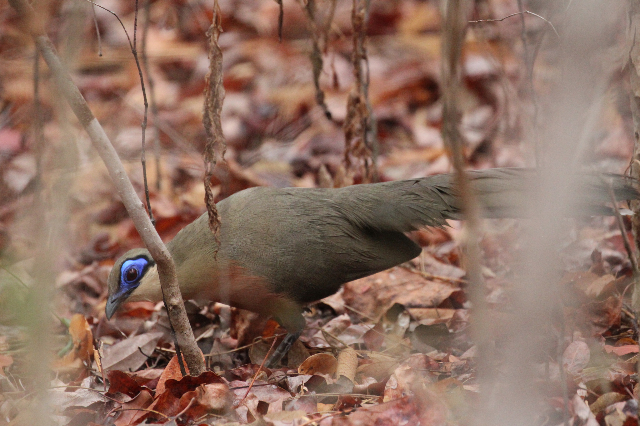 Coquerel's Coua (Coua coquereli), photo 4