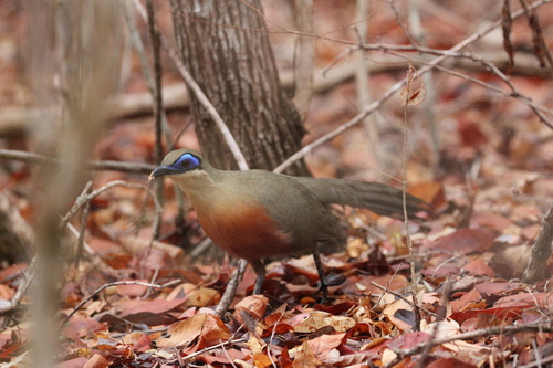 Coquerel's Coua (Coua coquereli), photo 3