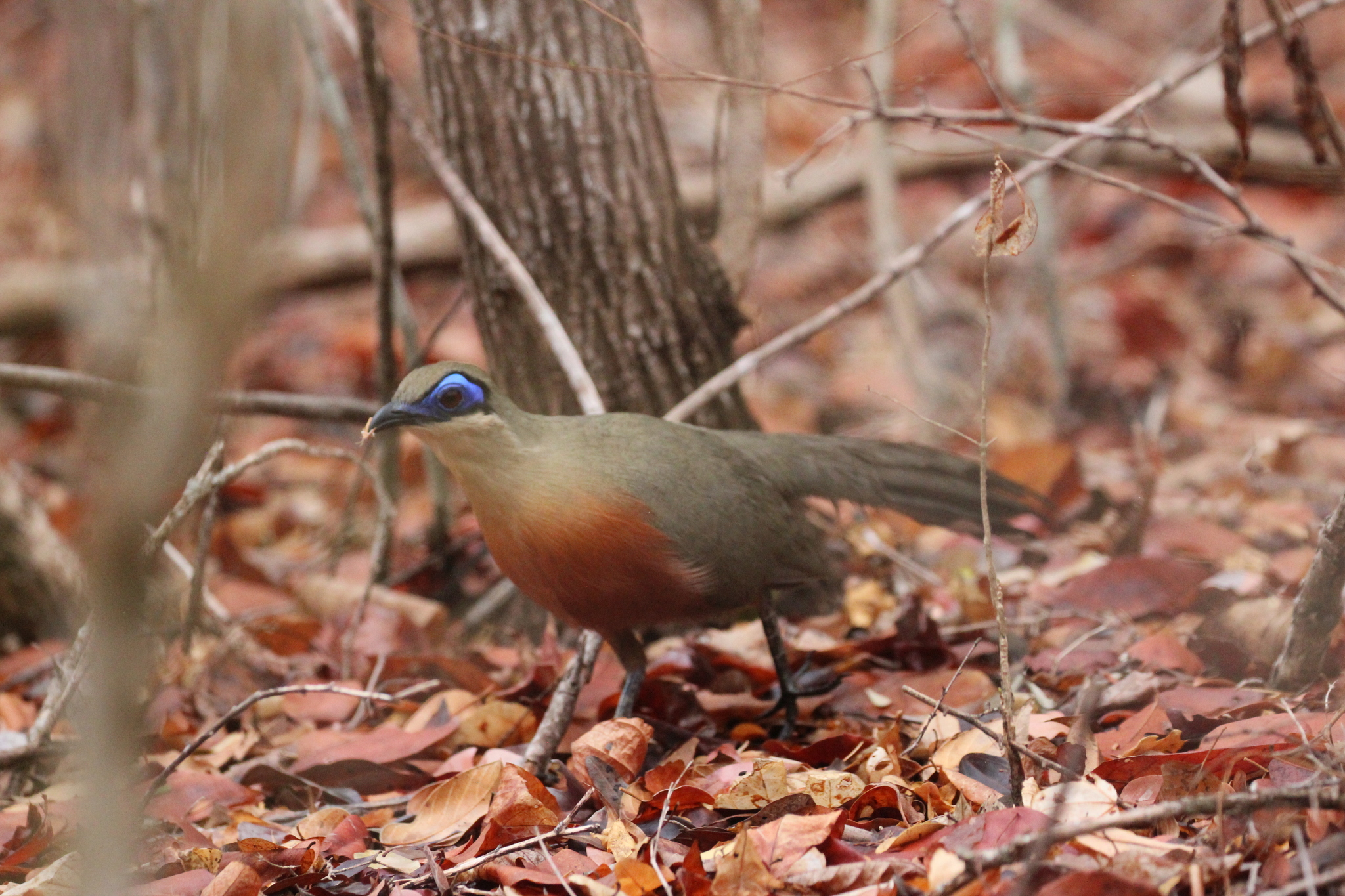 Coquerel's Coua (Coua coquereli), photo 3