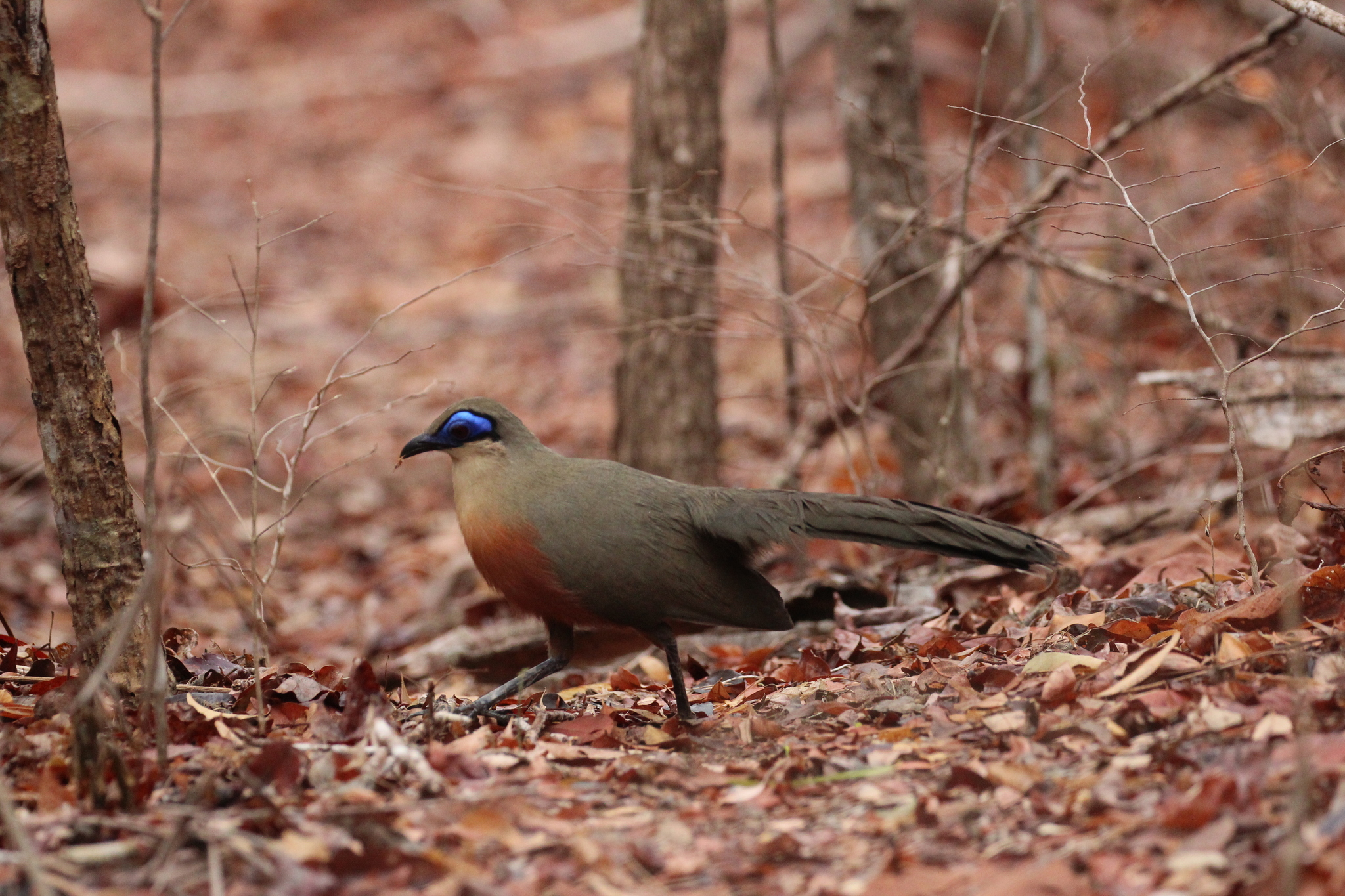Coquerel's Coua (Coua coquereli), photo 5