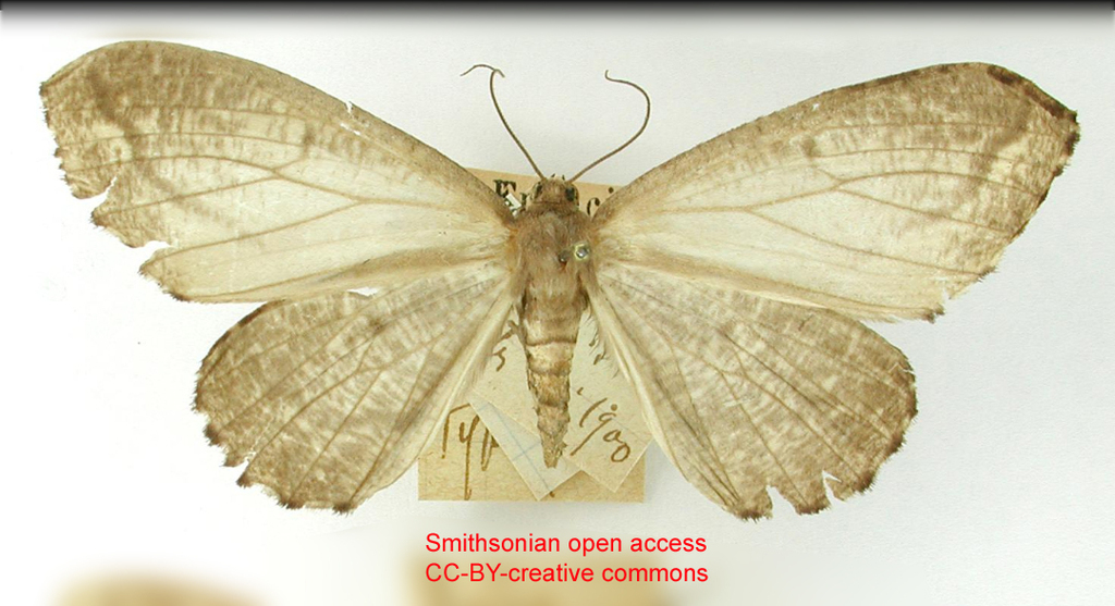 Nephodia ambigua